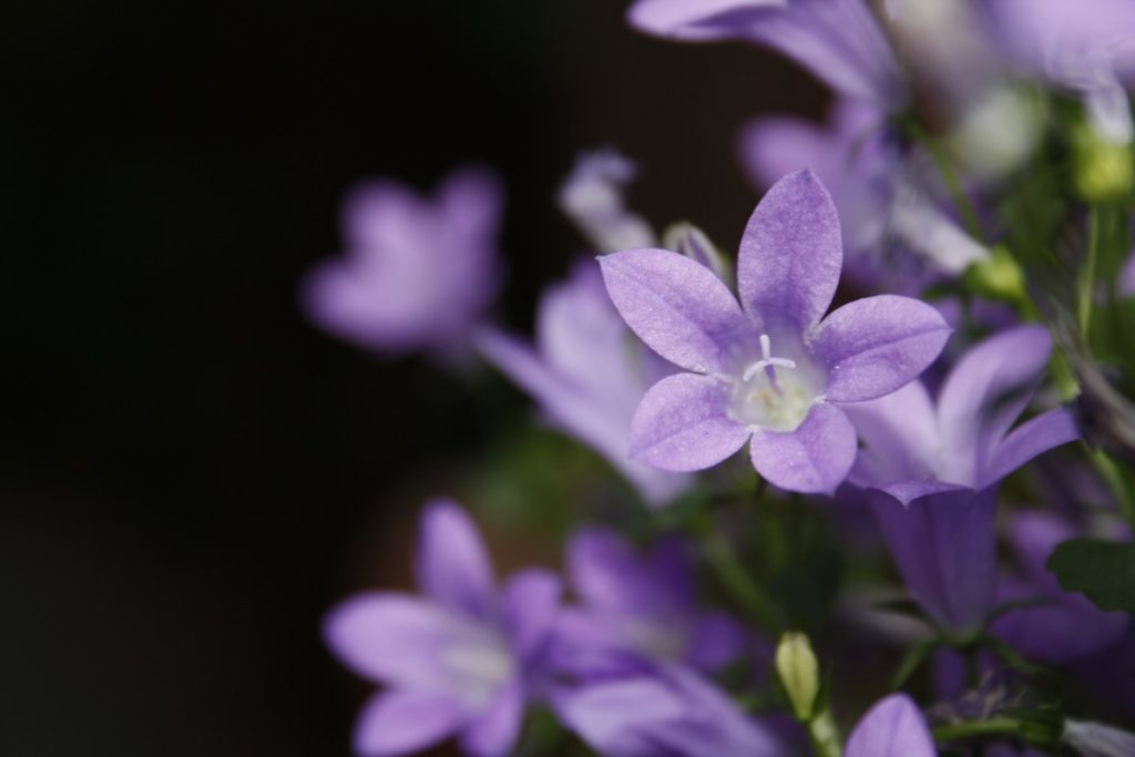 campanula viola