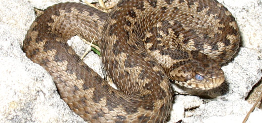 vipera dell'orsini