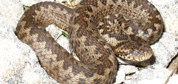 vipera dell'orsini