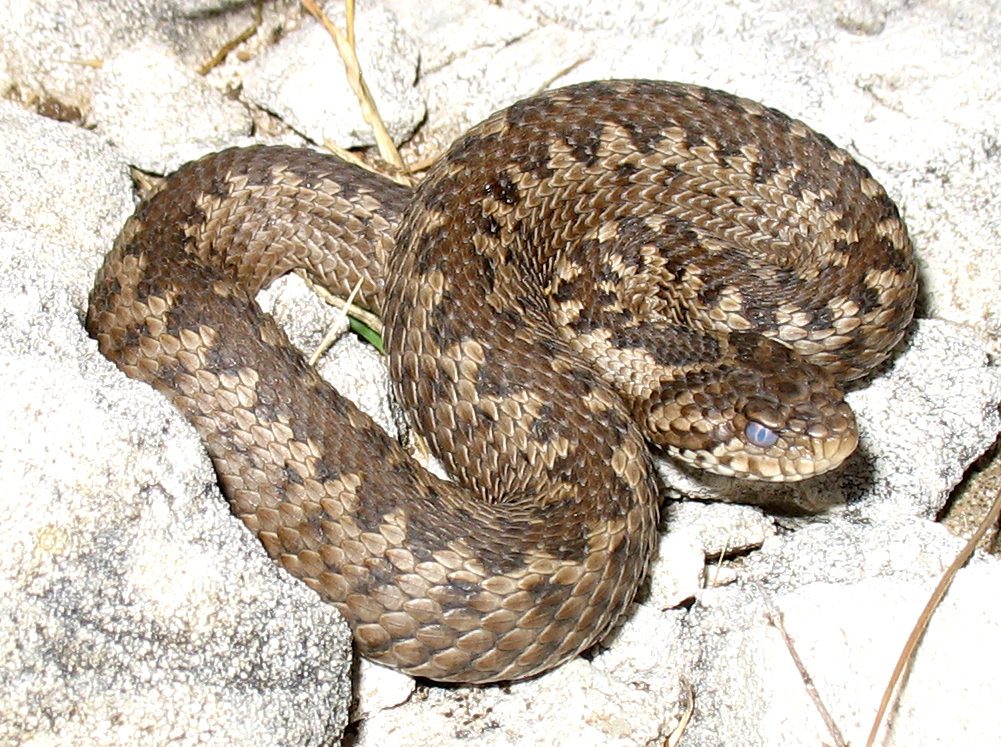 vipera dell'orsini