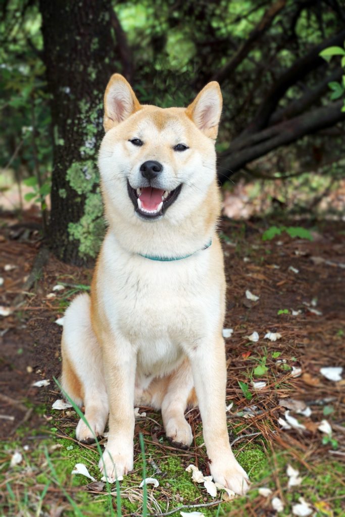 akita inu