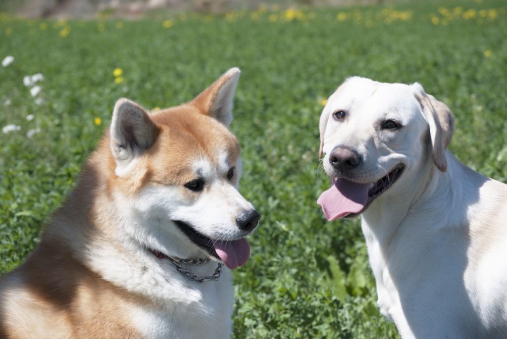 akita e labrador