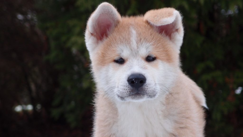 cucciolotto di akita