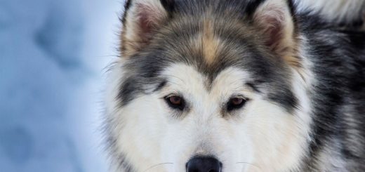 Alaskan malamute