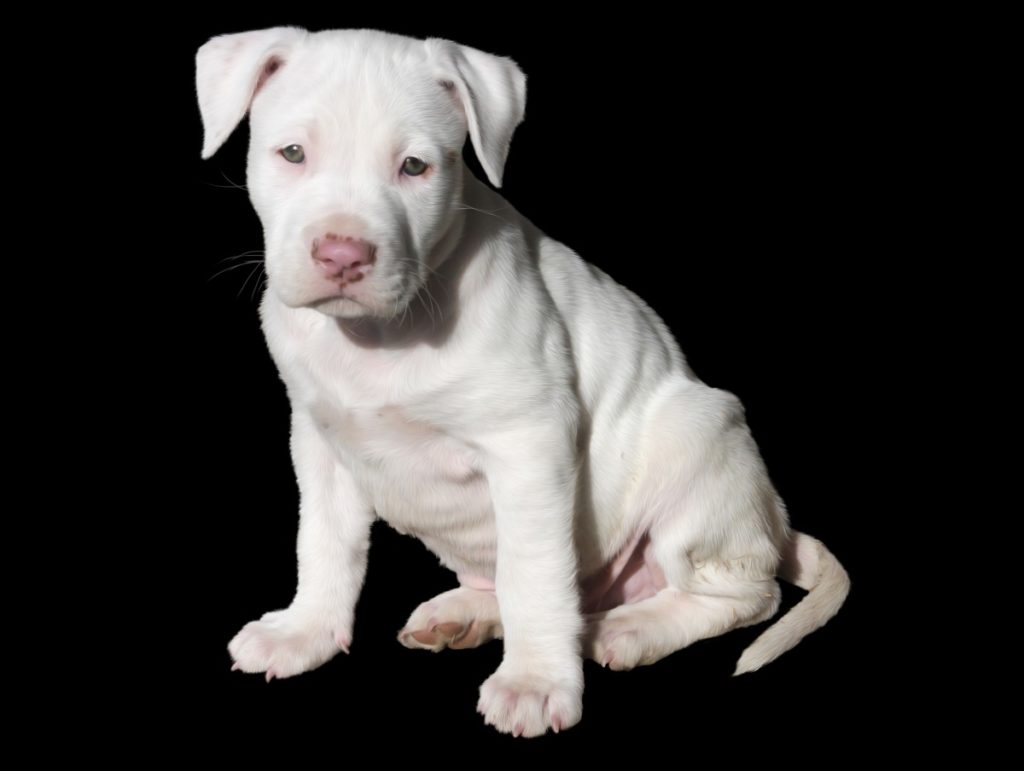 cucciolo di american pit bull terrier