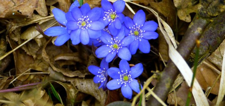 anemone epatica