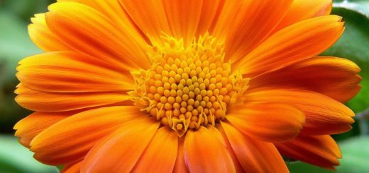 calendula