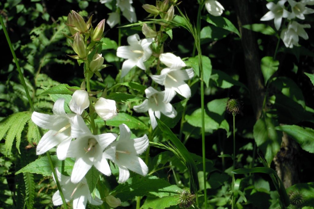 Campanula latifolia alba