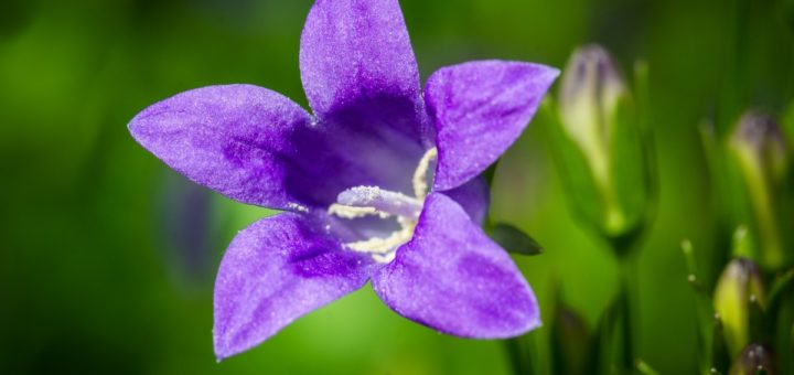 campanula