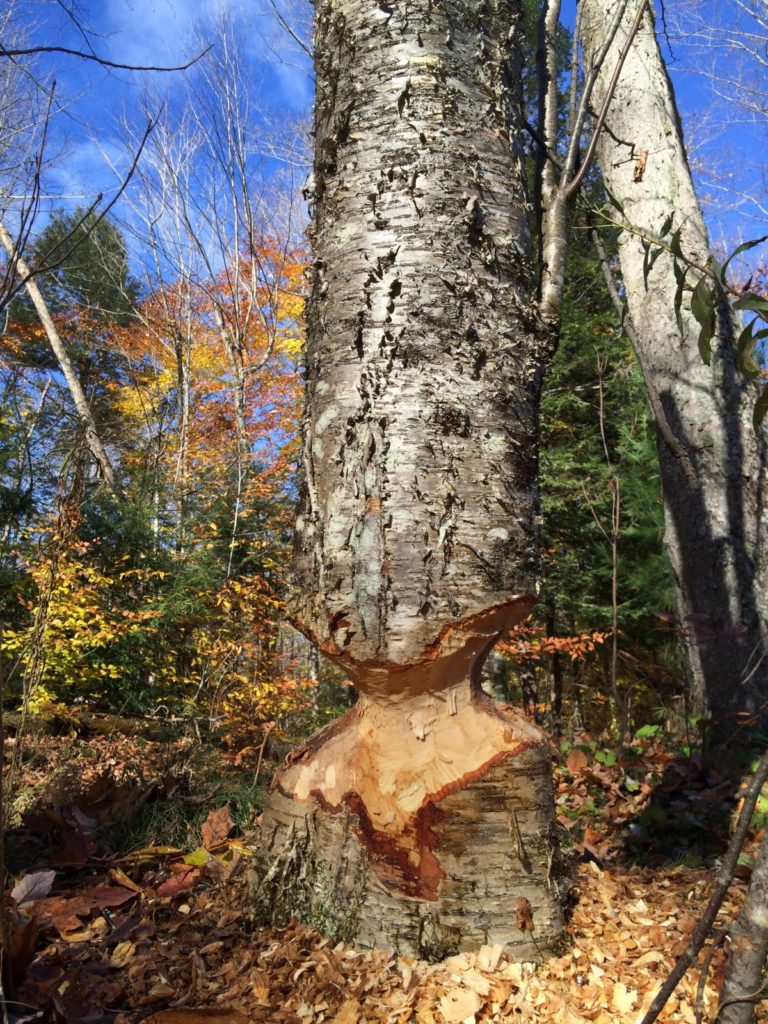 legno rosicchiato dal castoro