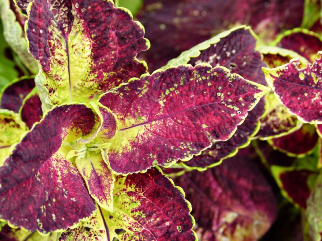 coleus