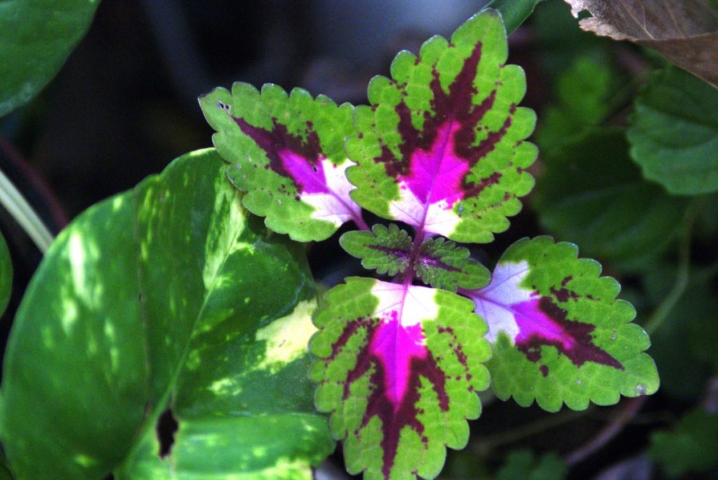 coleus verde e viola