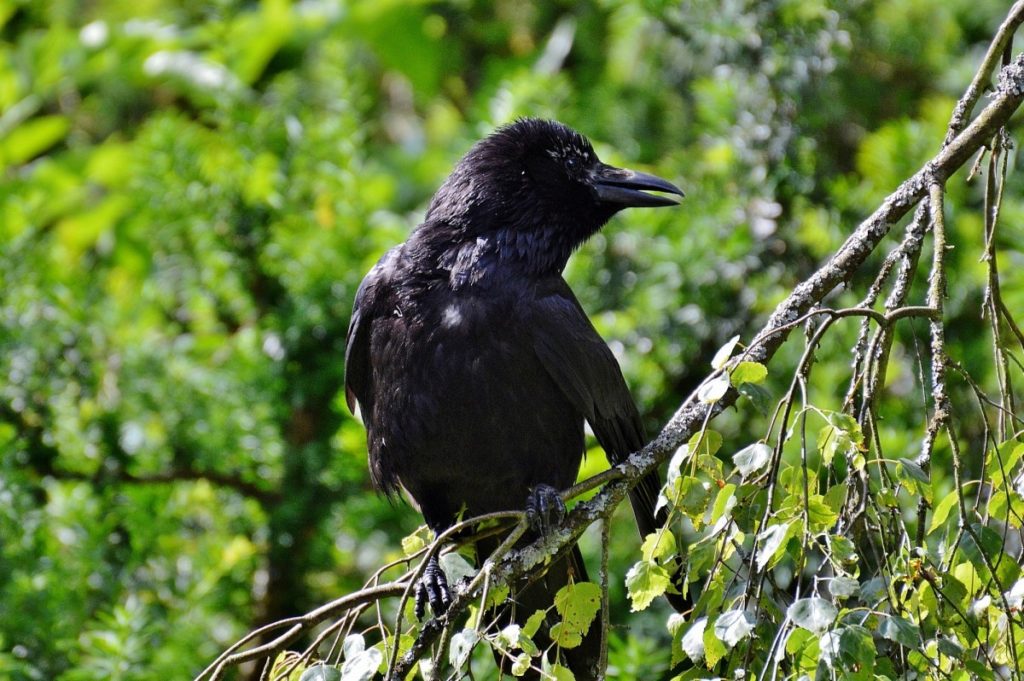 cornacchia nera su ramo