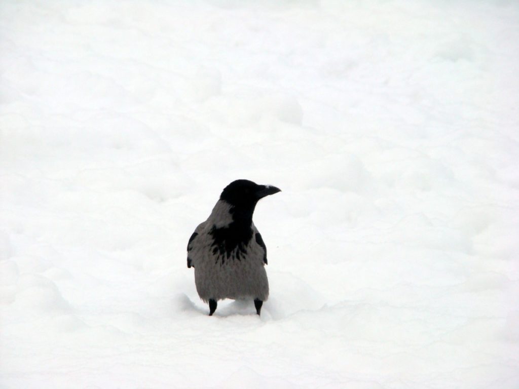 cornacchia grigia sulla neve