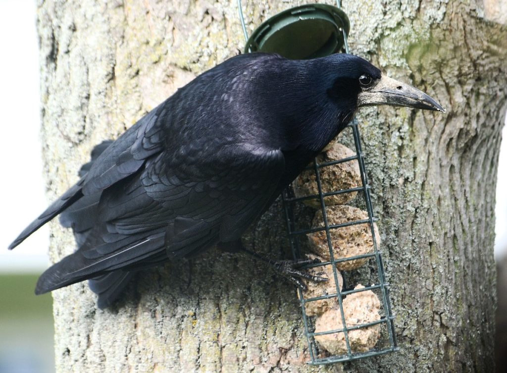 corvo su mangiatoia artificiale