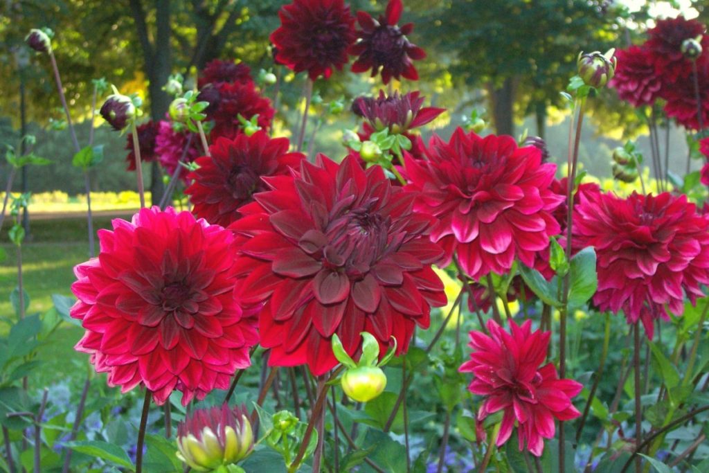 Dalia in un giardino