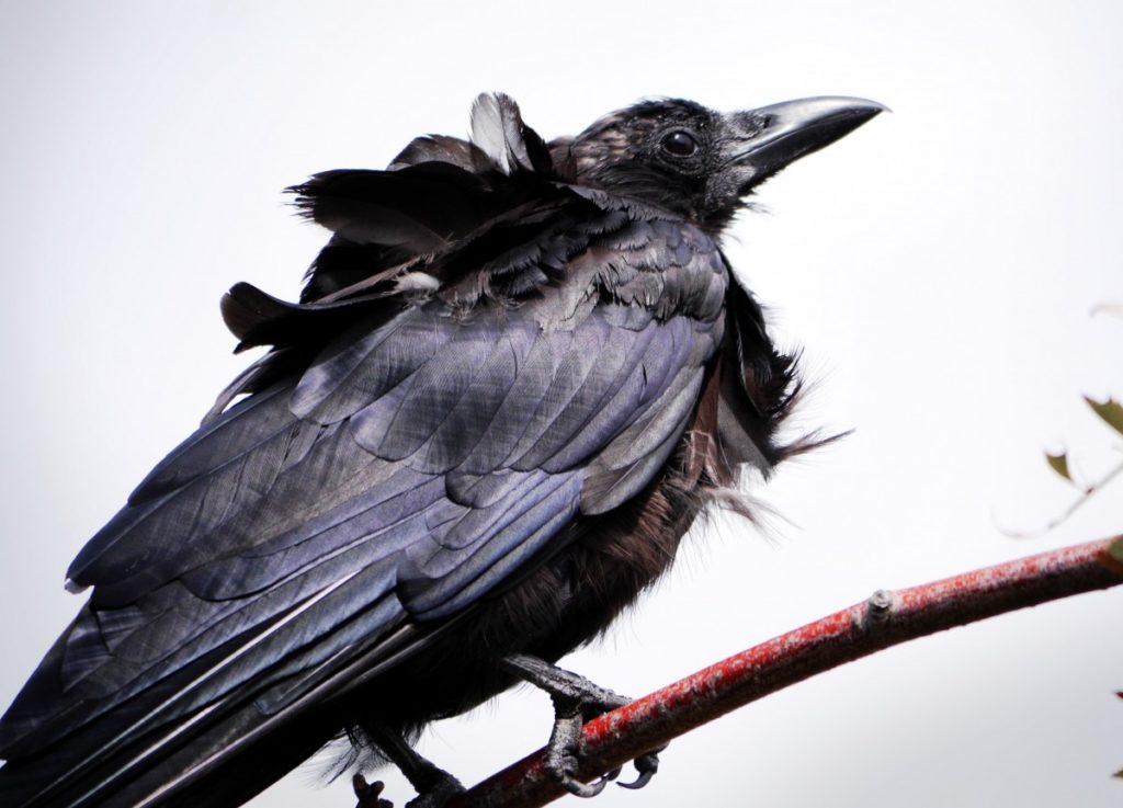 Giovane corvo 