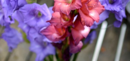 vaso di gladioli