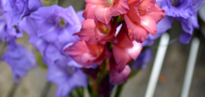 vaso di gladioli