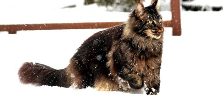 maine coon sulla neve
