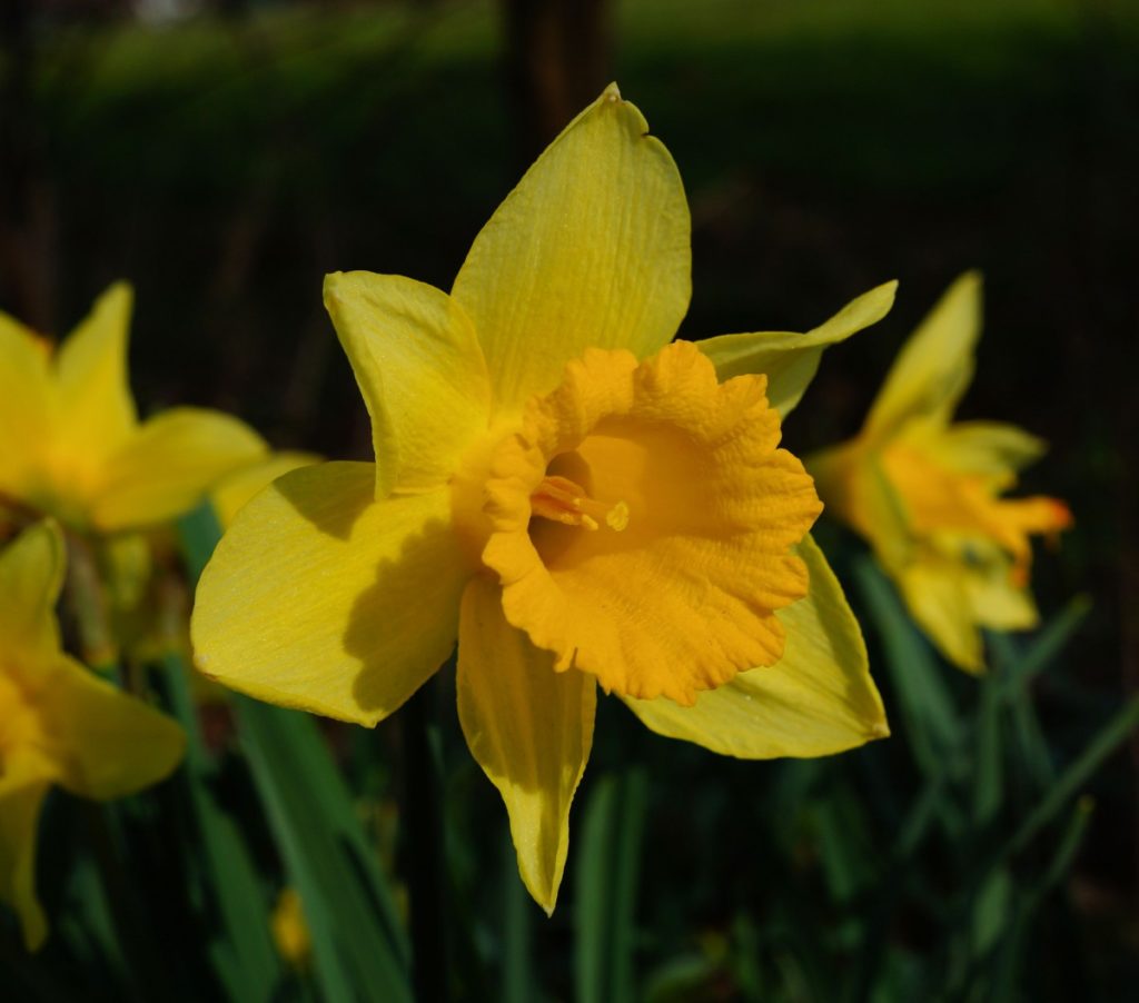 fiore giallo