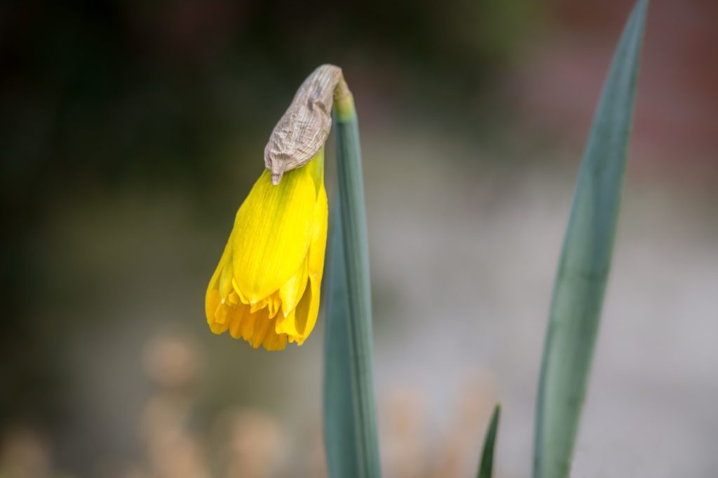 sbocciatura del narciso