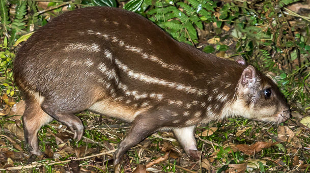 paca