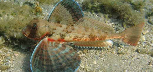 pesce capone o gallinella