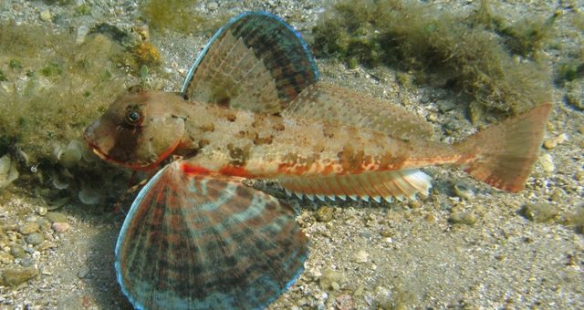 pesce capone o gallinella