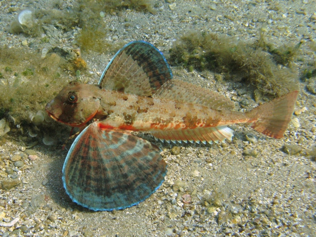 pesce capone o gallinella