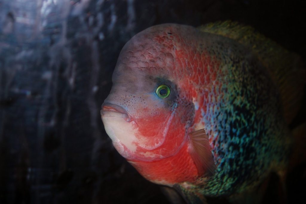 pesce pappagallo nella barriera corallina