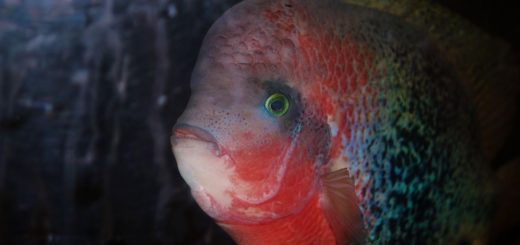 pesce pappagallo nella barriera corallina