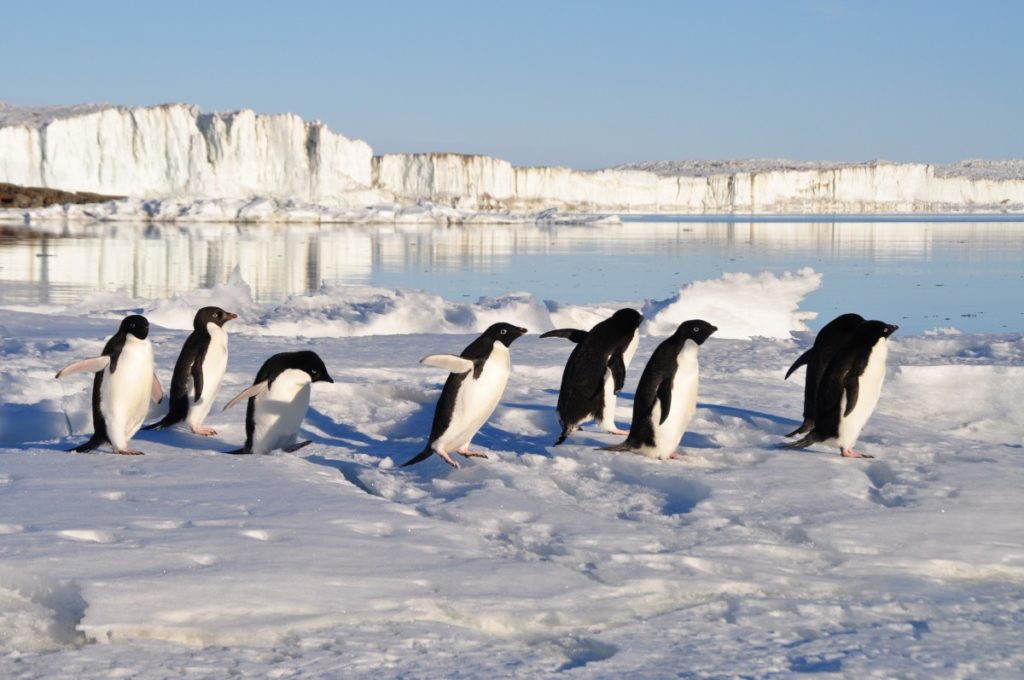 gruppo di pinguini di adelia