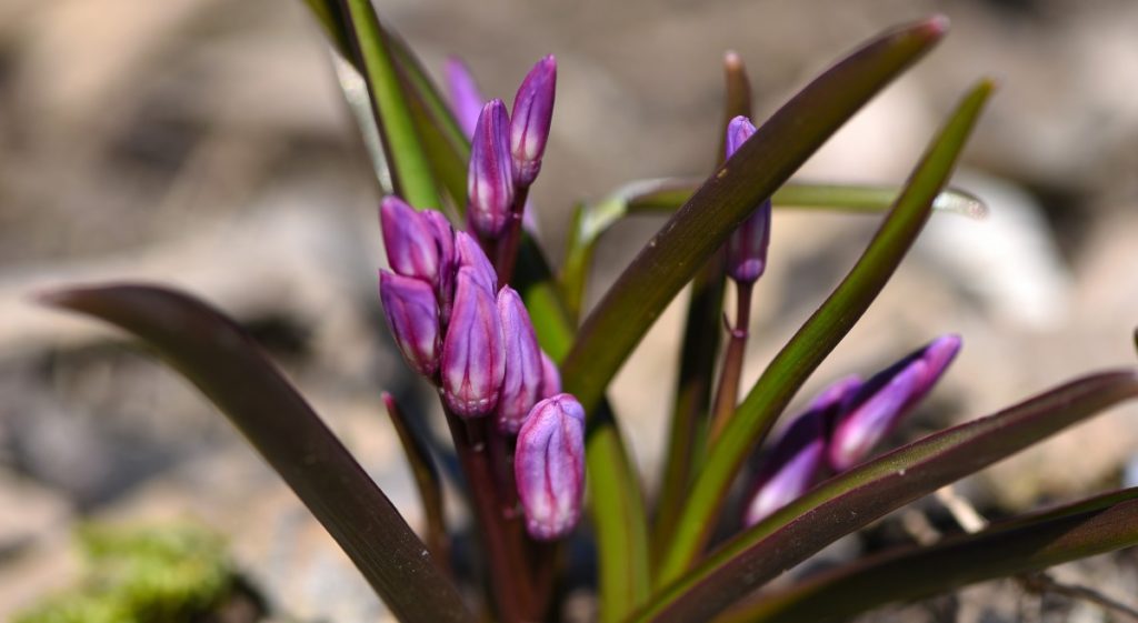 puschkinia prima di fiorire