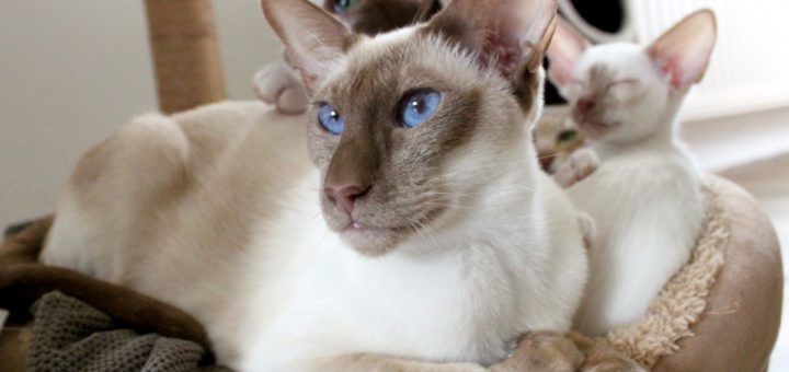 gatto siamese