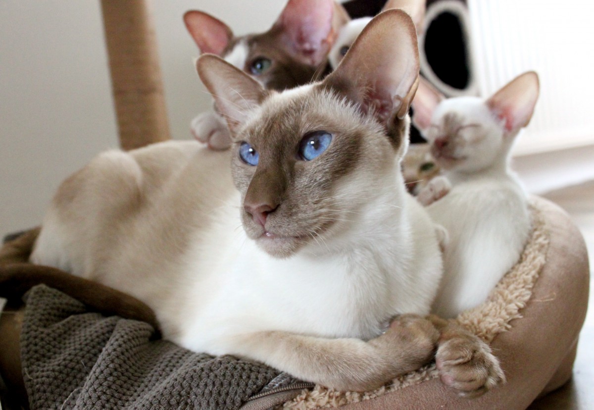 Gatti Gatto Siamese la razza, il comportamento, foto e prezzo. Gatti