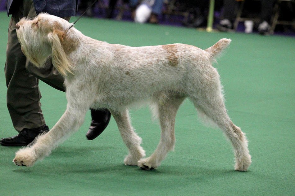 spinone italiano