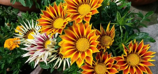 Scheda coltivazione fiore gazania arancione