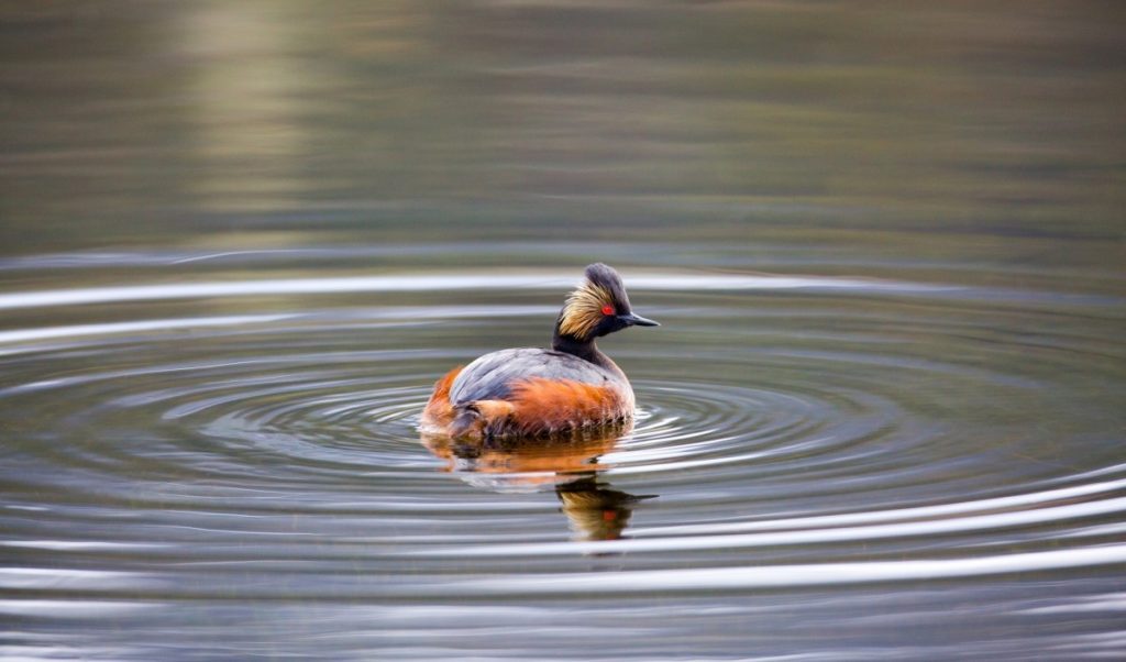 Podiceps nigricollis svasso piccolo