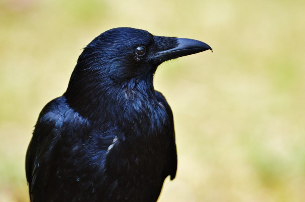 testa della varietà nera