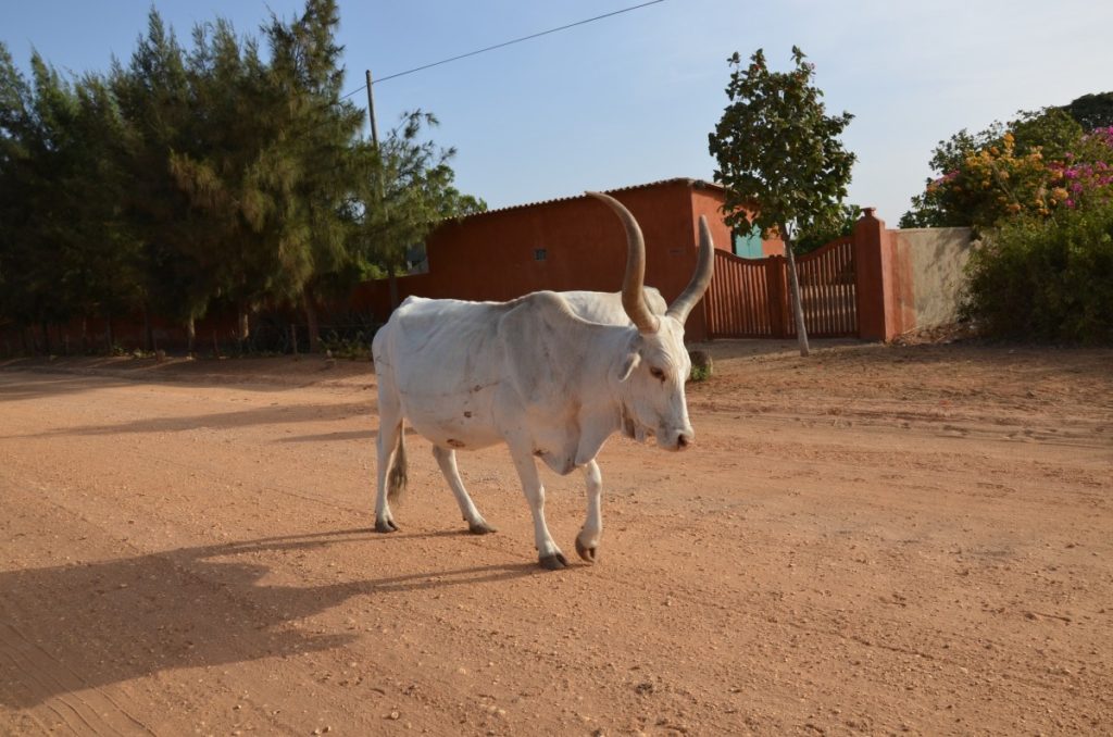 zebù africano