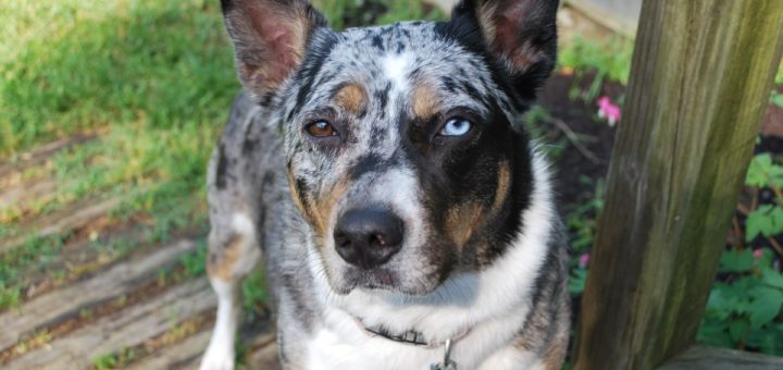 australian cattle dog