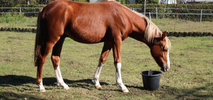 Cavallo Frederiksborg