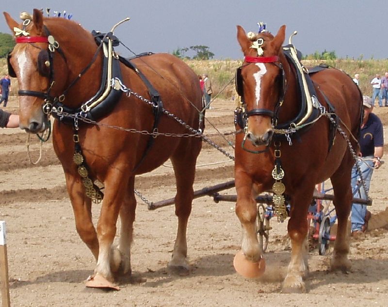 Suffolk punch
