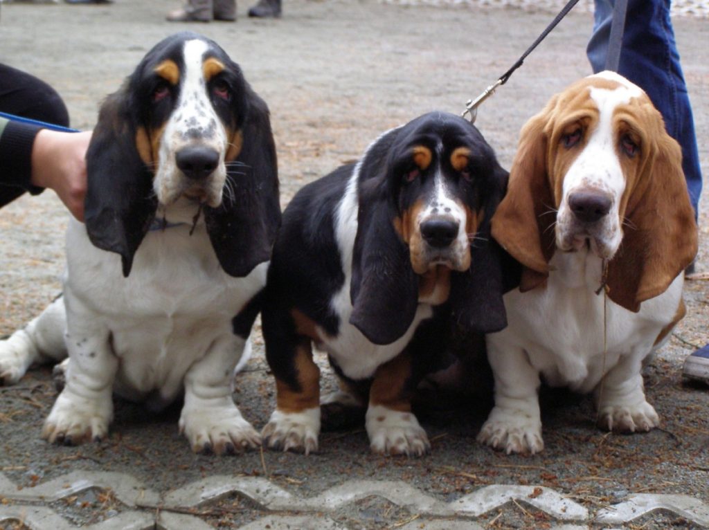 gruppo- basset-hound