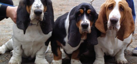 basset hound