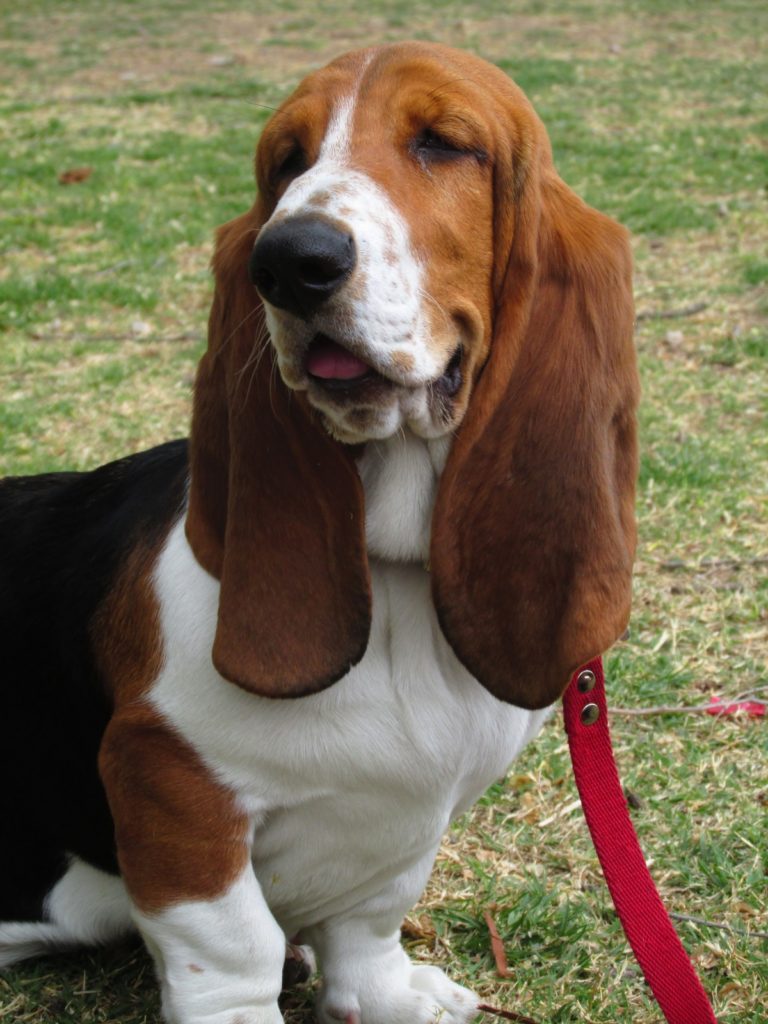 basset hound