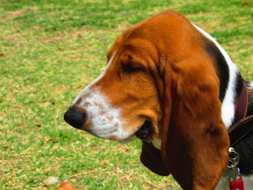 profilo del basset hound