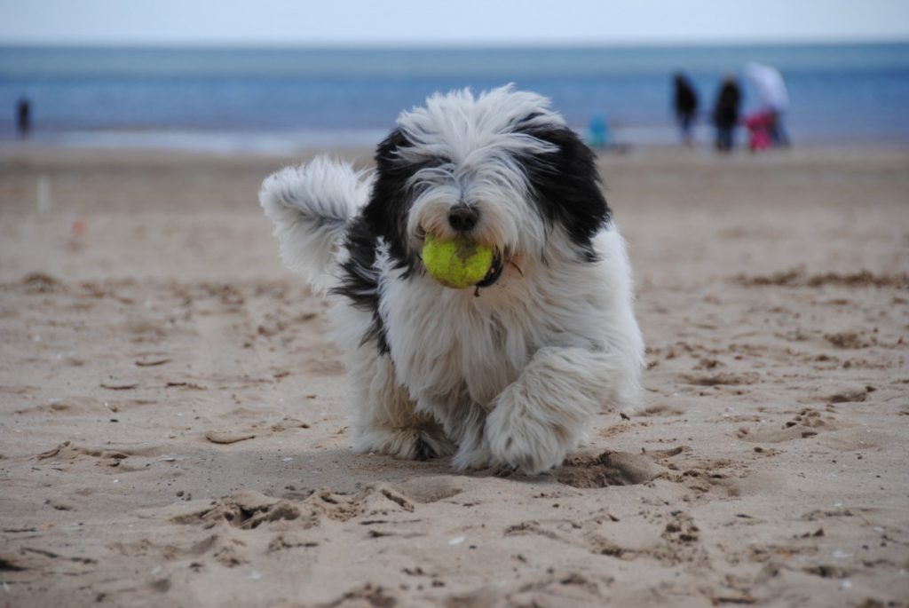 bearded collie