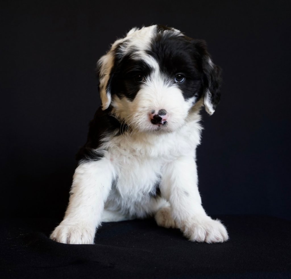 cucciolo di bearded collie